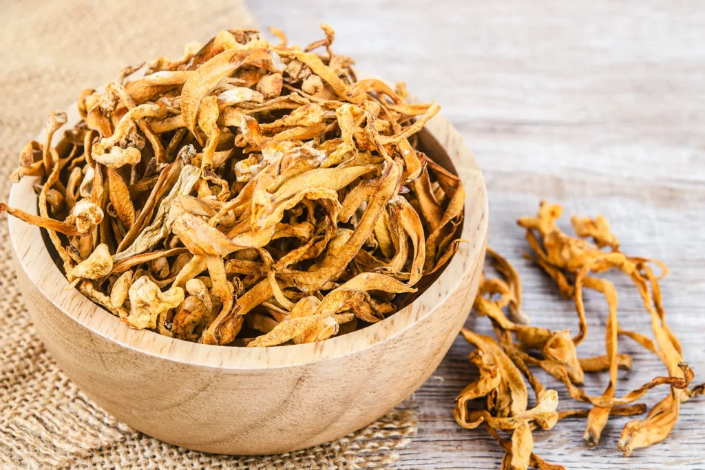 cordyceps benefits
