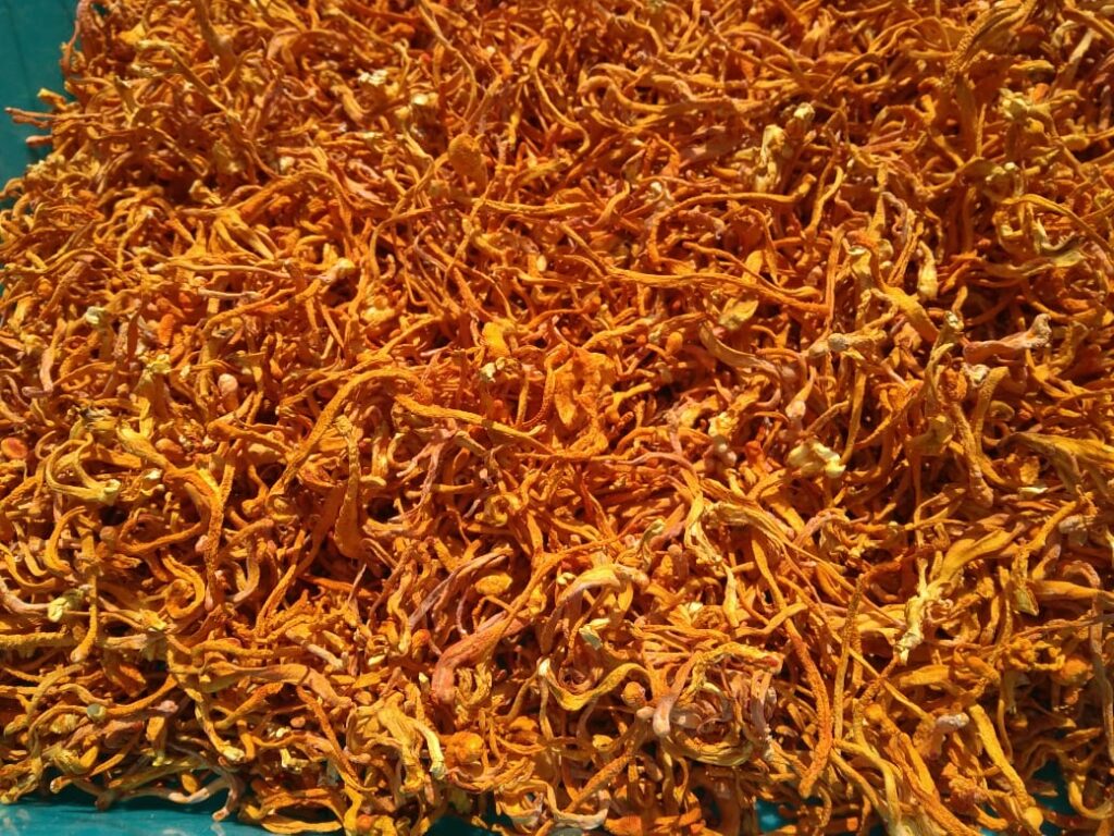 cordyceps militaris kya hai