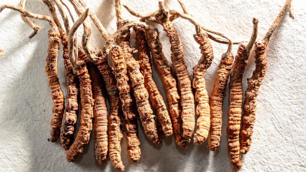 Cordyceps (Keedajadi) ke Fayde, Side Effects aur Kaise Lein – Full Science-Based Guide
