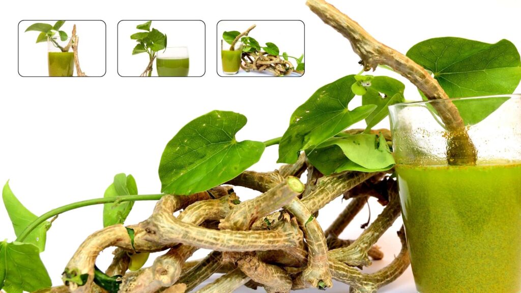 Guduchi Giloy Benefits
