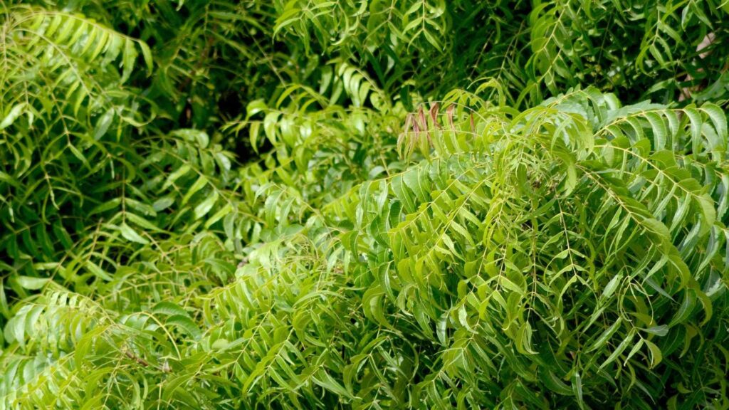 नीम के पत्तों का पारंपरिक महत्व: सामान्य उपयोग, सुझाव और सावधानियाँ