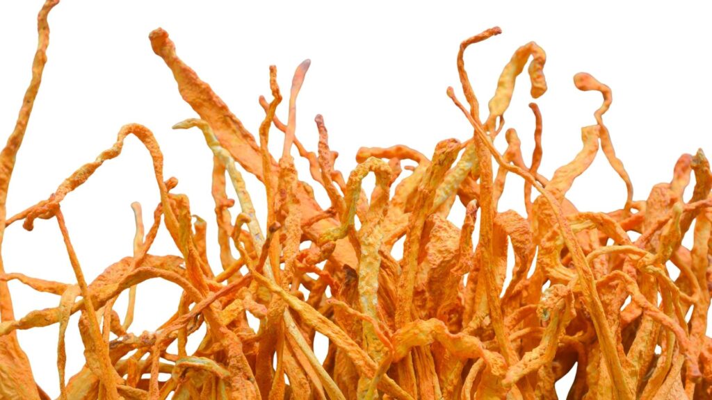 Cordyceps Militaris