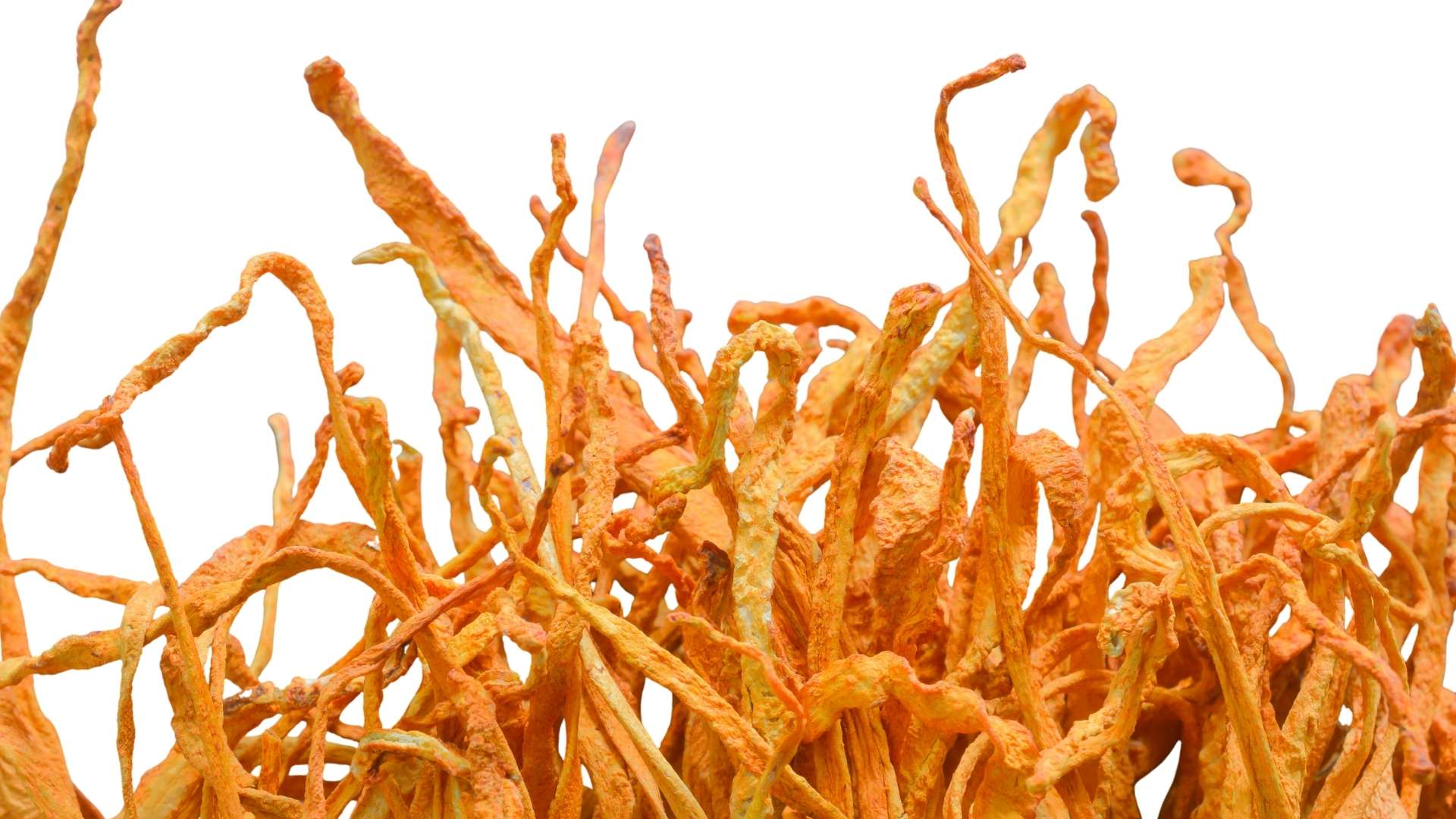 Cordyceps benefits thumbnail